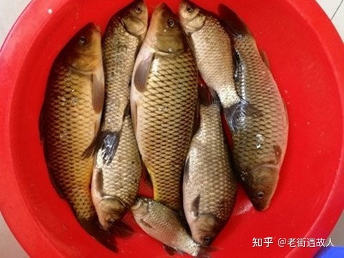 釣魚塘里的魚有何技巧_老魚塘釣鯉魚技巧_春季釣黑坑鯉魚技巧