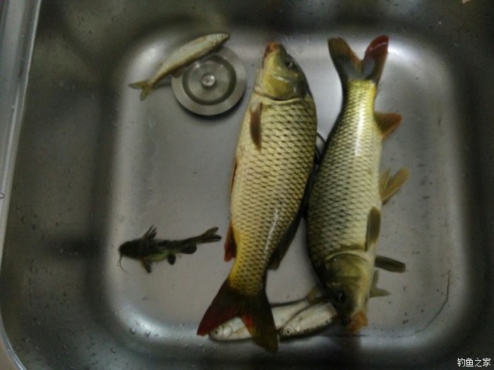 老魚塘釣鯉魚技巧_夏天魚塘釣草魚技巧_dnf釣黃金鯉魚技巧