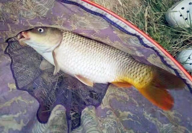 dnf釣黃金鯉魚技巧_老魚塘釣鯉魚技巧_夏天魚塘釣草魚技巧
