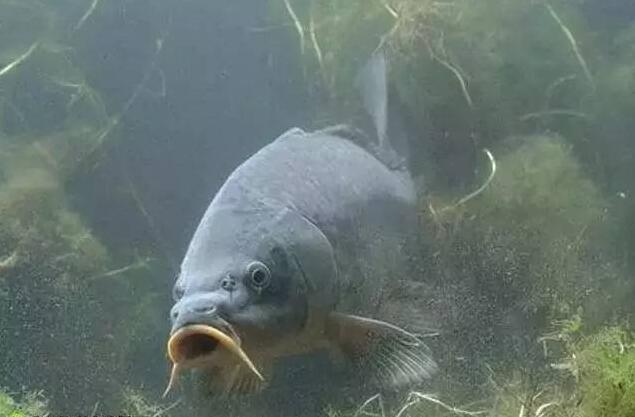 dnf釣黃金鯉魚技巧_老魚塘釣鯉魚技巧_夏天魚塘釣草魚技巧