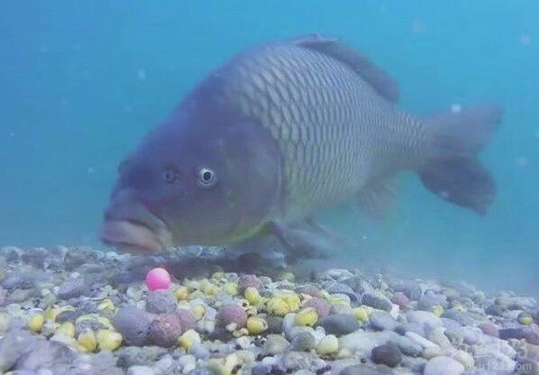 老魚塘釣鯉魚技巧_夏天魚塘釣草魚技巧_dnf釣黃金鯉魚技巧