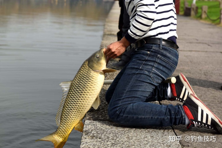 春季釣野生大鯉魚的魚餌，用了都說好！