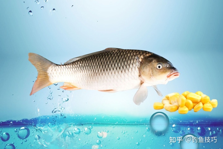 鯉魚釣法技巧野釣_老魚塘釣鯉魚技巧_魚塘釣魚的技巧和方法