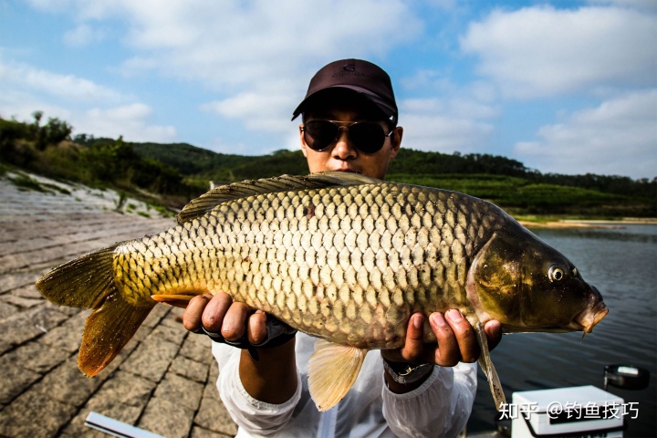 老魚塘釣鯉魚技巧_鯉魚釣法技巧野釣_魚塘釣魚的技巧和方法