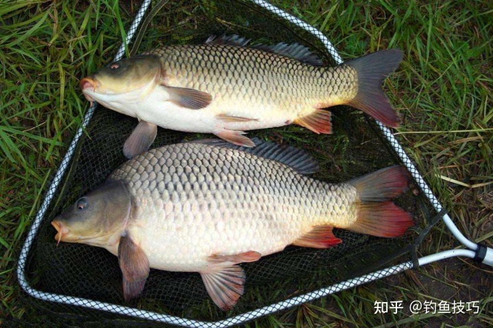 老魚塘釣鯉魚技巧_魚塘釣魚的技巧和方法_鯉魚釣法技巧野釣