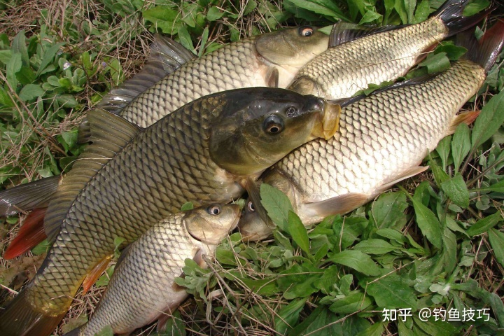 魚塘釣魚的技巧和方法_鯉魚釣法技巧野釣_老魚塘釣鯉魚技巧