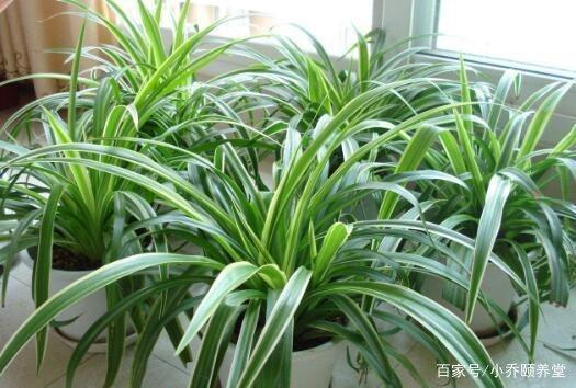 吊蘭如何養(yǎng)吊蘭有兩種不同的養(yǎng)殖方法與注意事項(xiàng)又是怎么樣的呢