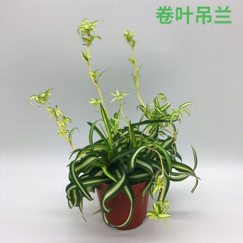 水養吊蘭的養殖方法和注意事項_水養發財樹的養殖方法_水養虎皮蘭的養殖方法和注意事項