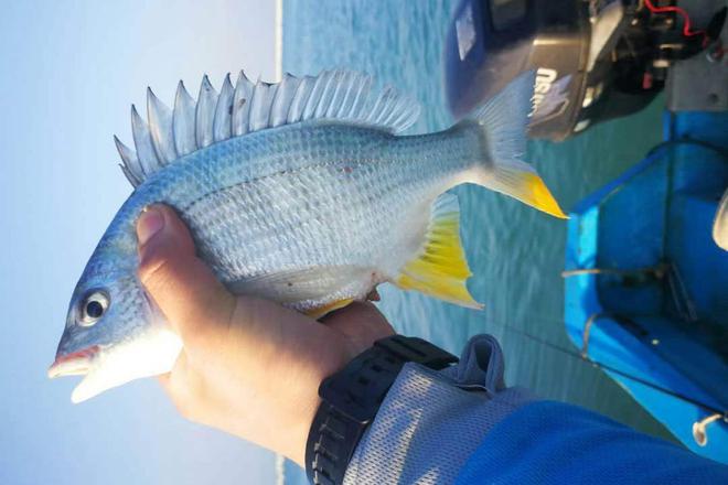 大海釣魚技巧_大海釣魚技巧的游戲_大海釣魚技巧