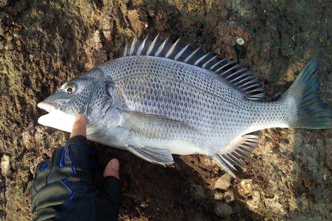 大海釣魚技巧_大海釣魚技巧的游戲_大海釣魚技巧