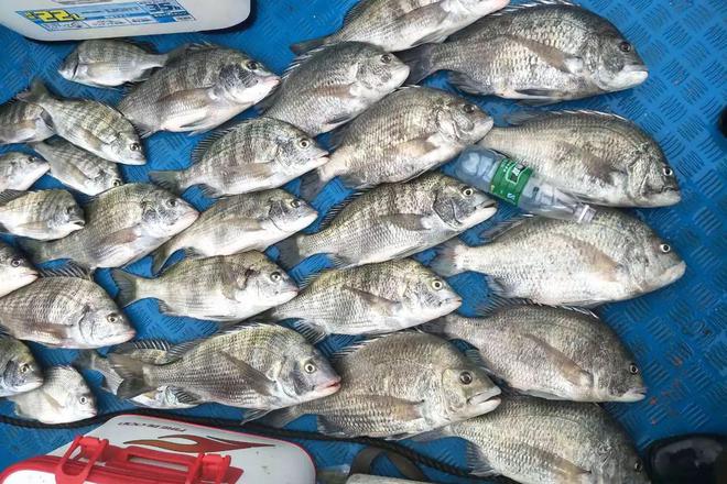 大海釣魚技巧的游戲_大海釣魚技巧_大海釣魚技巧