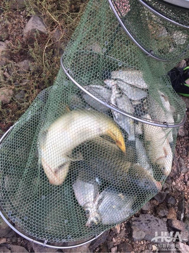 夏季釣魚技巧方法夏季釣魚餌料配方_大海釣魚技巧_釣魚技巧+四海釣魚