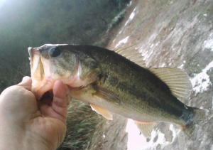 釣魚技巧大全釣魚人必看的釣魚技巧_手桿釣魚 釣魚調漂看漂技巧_大海釣魚技巧