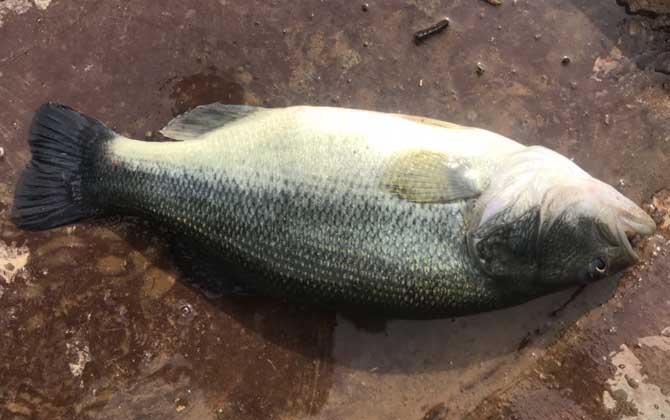 大海釣魚技巧_手桿釣魚 釣魚調漂看漂技巧_釣魚技巧大全釣魚人必看的釣魚技巧