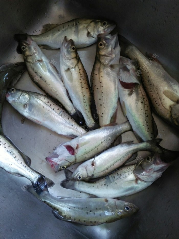 大海釣魚技巧_手桿釣魚 釣魚調漂看漂技巧_釣魚技巧大全釣魚人必看的釣魚技巧