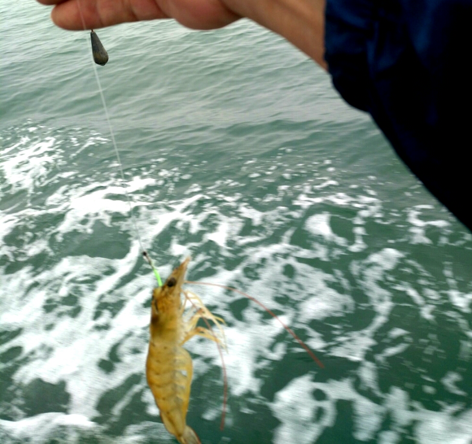 調漂 釣魚技巧大全 釣魚技巧全_釣魚技巧+四海釣魚_大海釣魚技巧