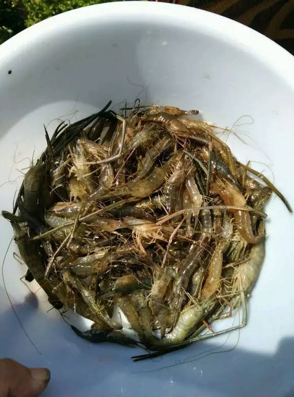 調漂 釣魚技巧大全 釣魚技巧全_大海釣魚技巧_釣魚技巧+四海釣魚