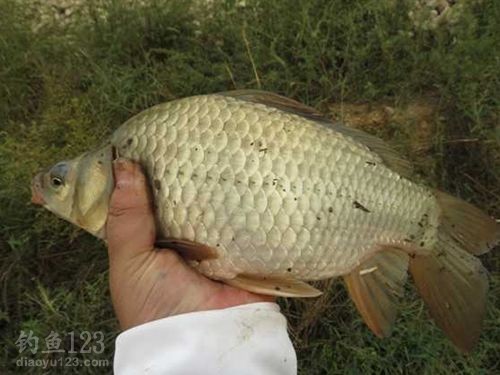 【釣魚學堂】依魚性不同于的技巧及釣具垂釣技巧！