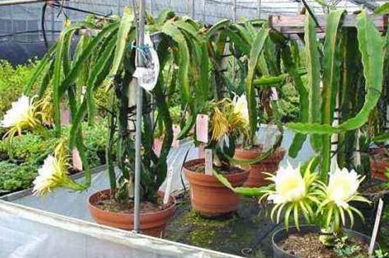 火龍果盆栽種植方法，5種簡單方法教種出你超多火龍果