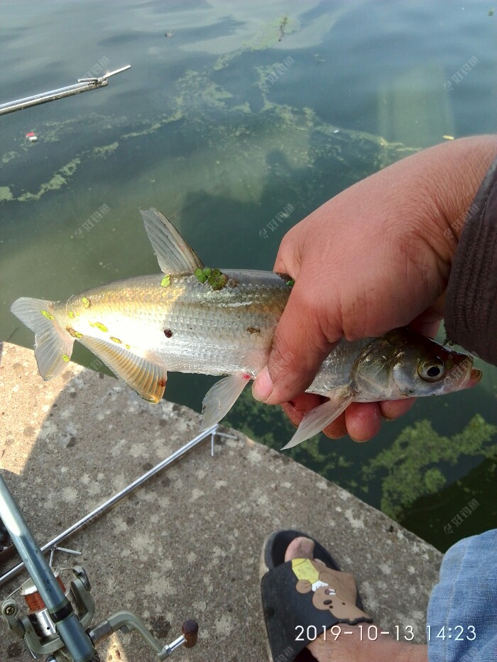 伐桿釣魚視頻_手桿釣魚 釣魚調(diào)漂看漂技巧_冬季伐桿釣魚技巧