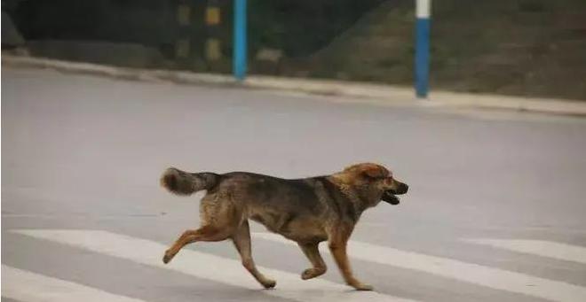 主責和次責走誰的保險_狗未拴繩被車撞死犬主負全責_遛狗應該拴狗繩