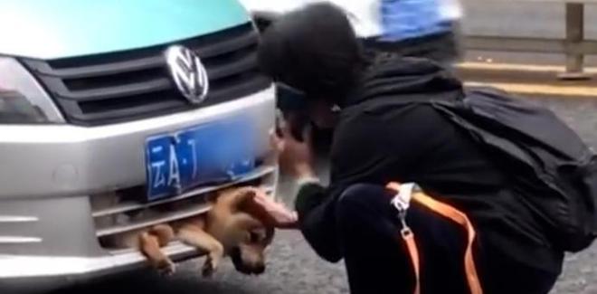 遛狗應該拴狗繩_狗未拴繩被車撞死犬主負全責_主責和次責走誰的保險